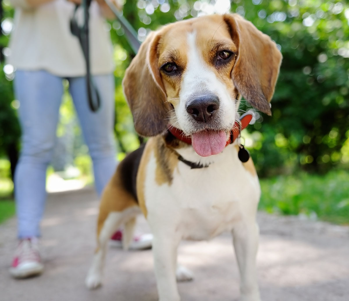 Skyview Lofts Neighborhood - Dog Daycare